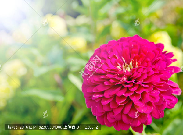 美麗的花