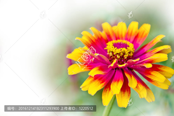美麗的花