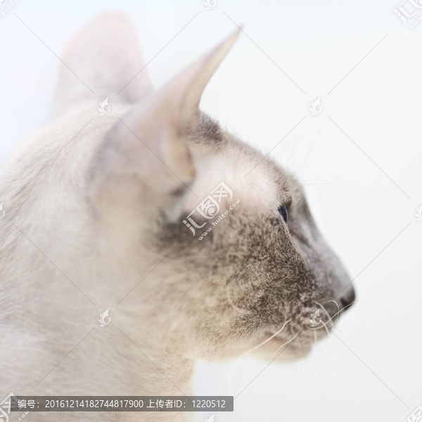 無毛貓
