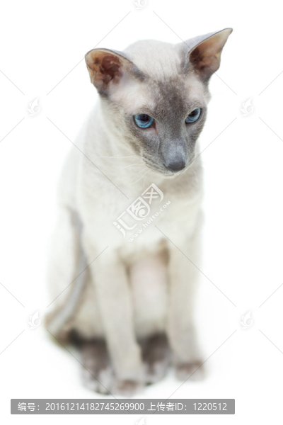 無(wú)毛貓