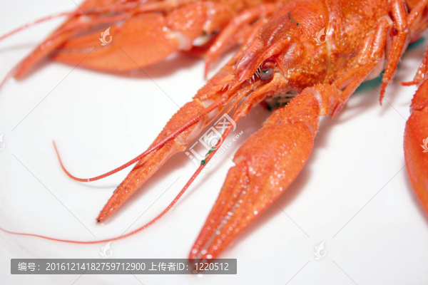 河小龍蝦