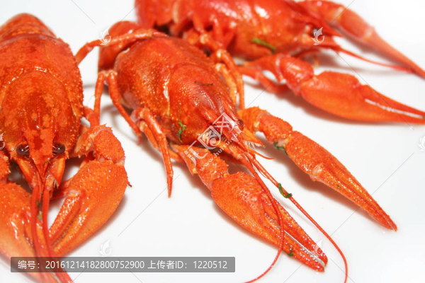 河小龍蝦