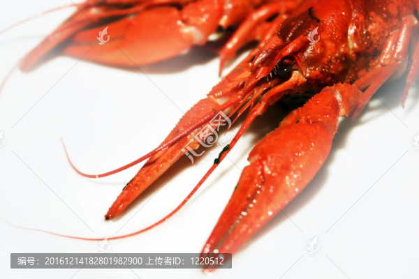 河小龍蝦