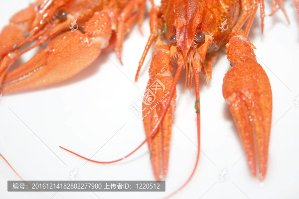 河小龍蝦