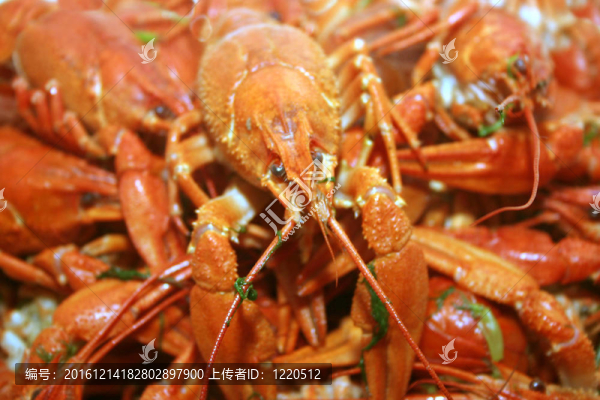河小龍蝦