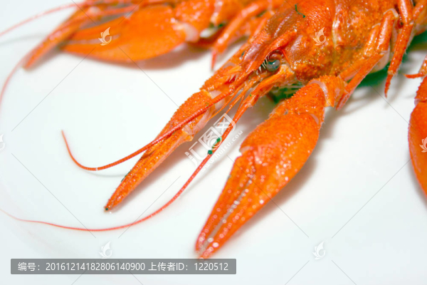 河小龍蝦