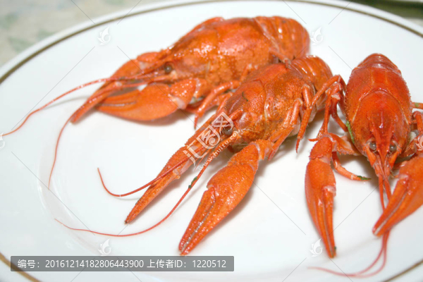 河小龍蝦