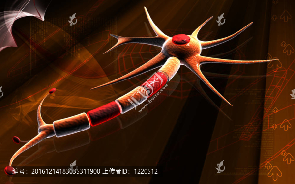神經(jīng)元