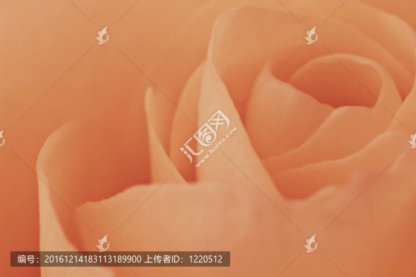 橙玫瑰的宏