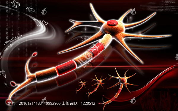 神經(jīng)元