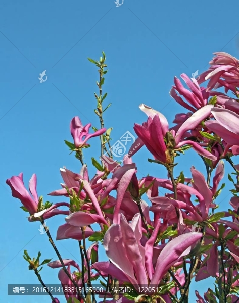 春天的玉蘭