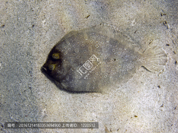 多寶魚魚