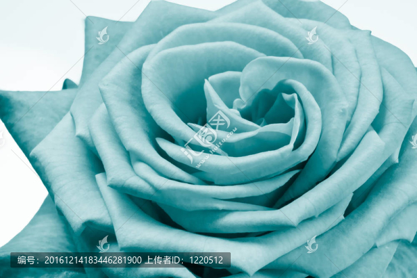 玫瑰花瓣