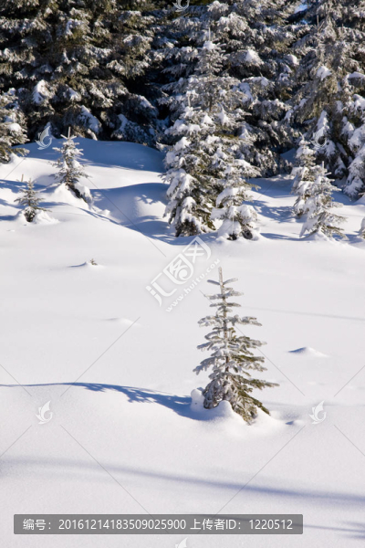 山上的雪
