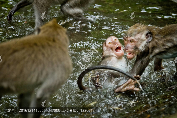 猴（Macaca,fascicularis）