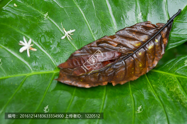 熱帶山藥葉