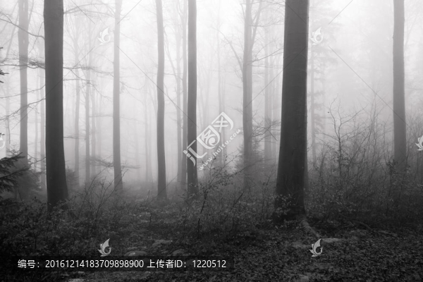 迷霧森林