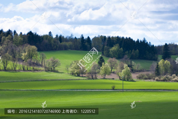 綠色的田野