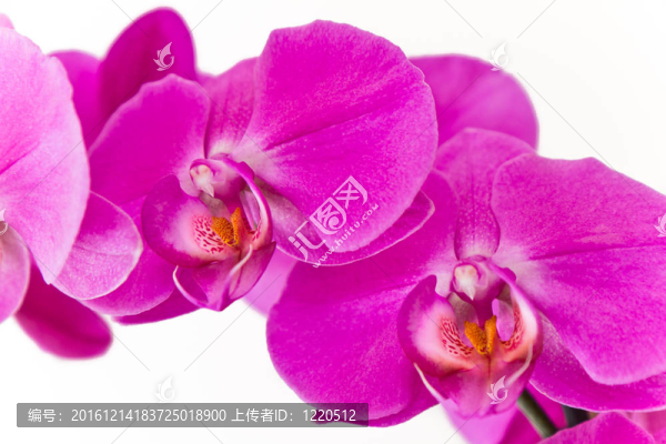 粉紅色的蘭花