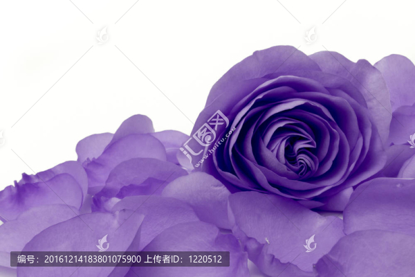 紫玫瑰的宏