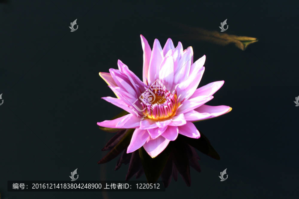 水百合
