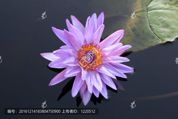 水百合
