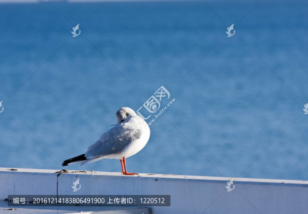海鷗在碼頭