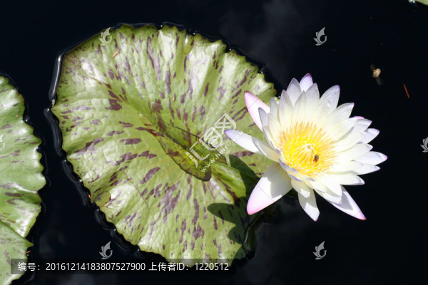 水百合