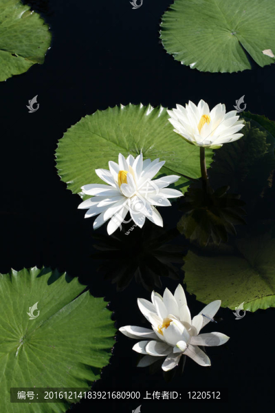 水百合