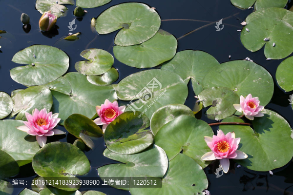 水百合