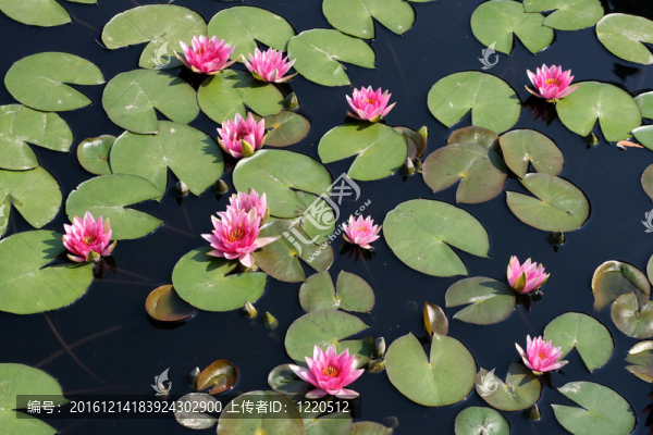 水百合