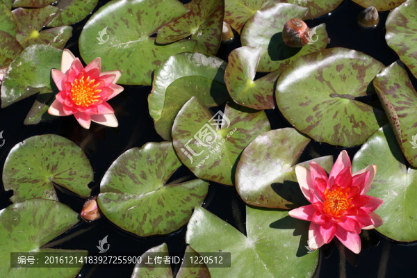 水百合
