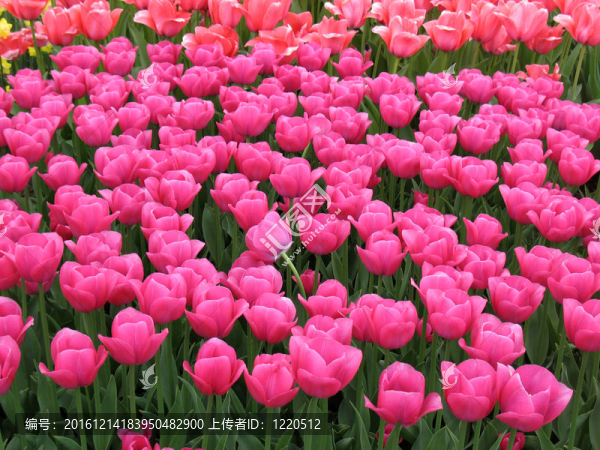 郁金香