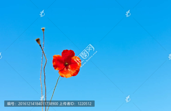 野罌粟在藍(lán)色的天空