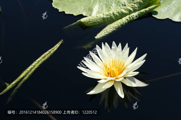 水百合