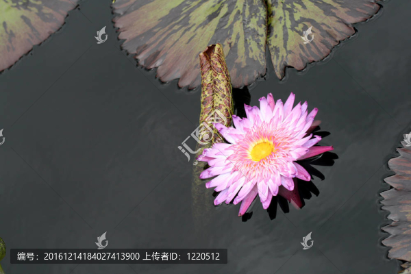 水百合
