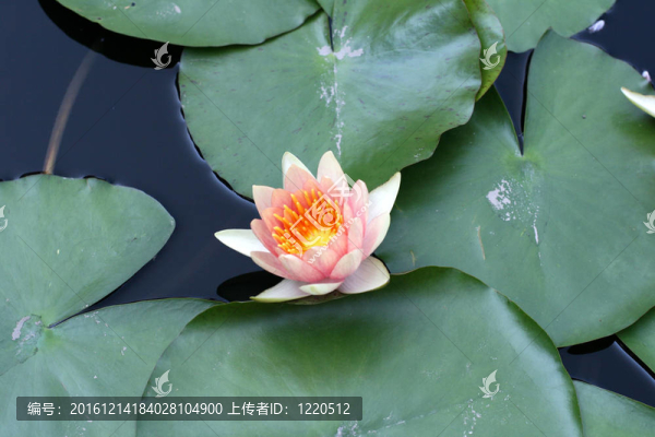 水百合