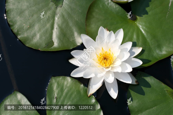 水百合