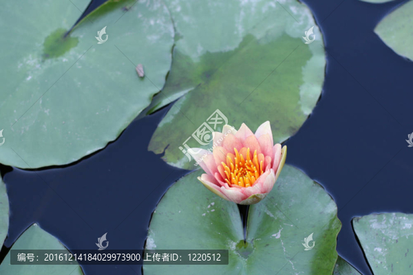 水百合