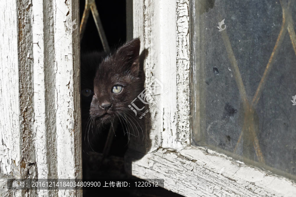 迷失在地窖里的小貓