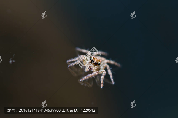 綠色跳躍蜘蛛