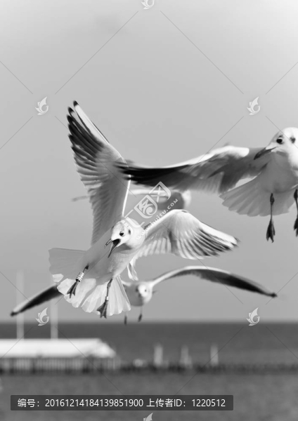 海鷗在碼頭