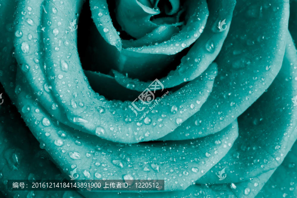 玫瑰花瓣