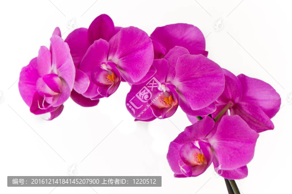 粉紅色的蘭花