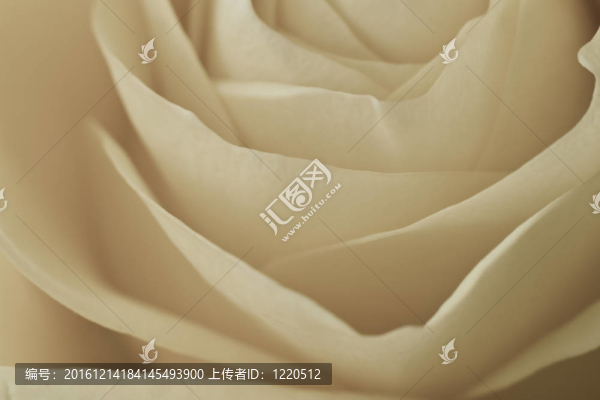 白玫瑰的宏