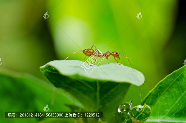 綠色中的紅螞蟻