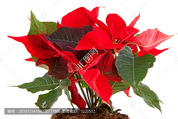 紅色的一品紅花卉特寫