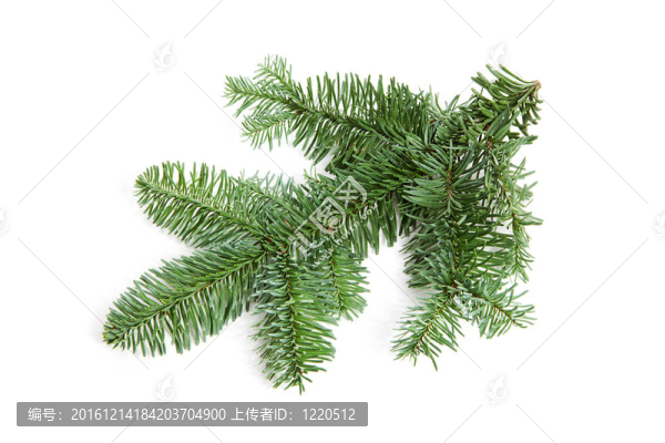 光禿禿的圣誕樹枝