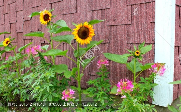 向日葵