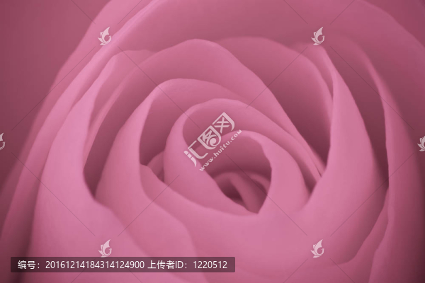 粉紅玫瑰的宏